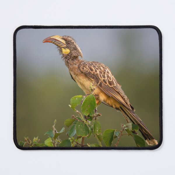 Item preview, African Gray Hornbill Tanzania Africa designed and sold by PhotoArt by Joan Carroll.