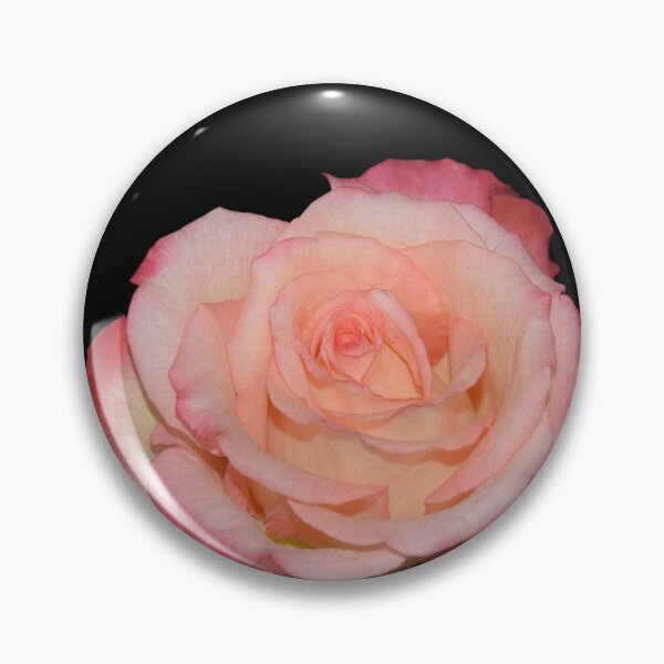 Item preview, Pink Rose - black background designed and sold by Louise-Mae.