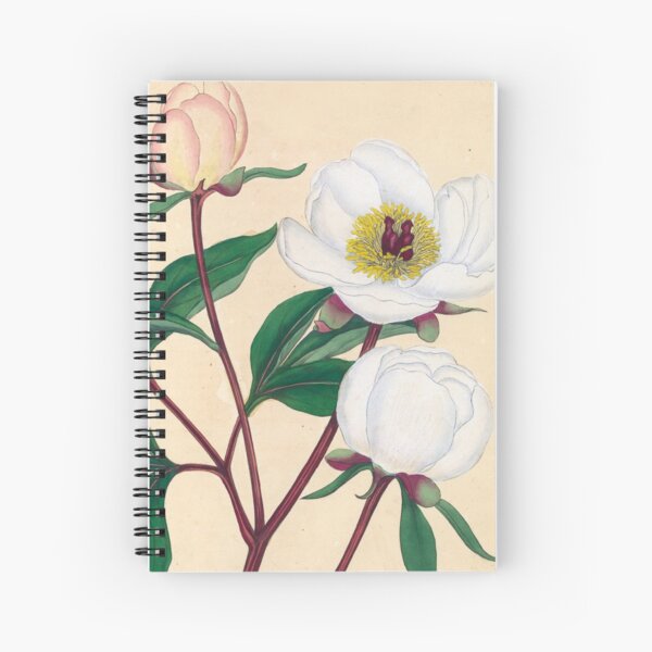 Botanical illustration: Peonies by Henry Charles Andrews – State Library Victoria Spiral Notebook