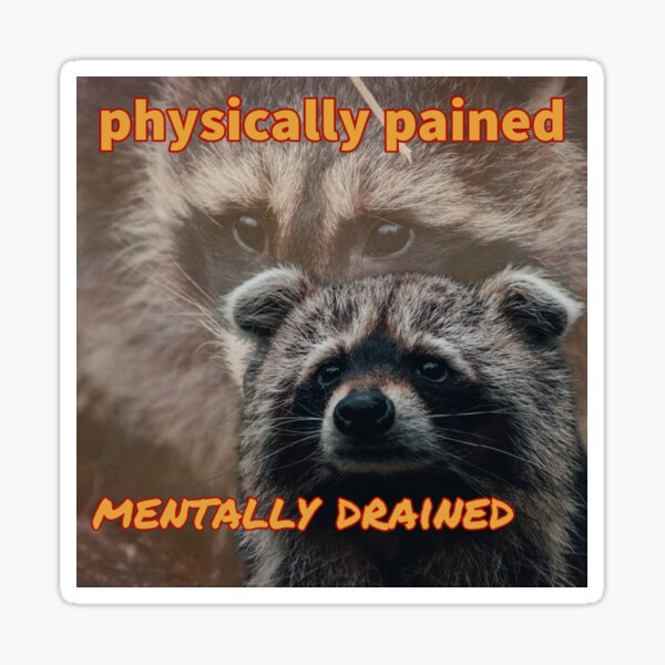 Physically Pained, Mentally Drained Raccoon Meme Sticker for Sale