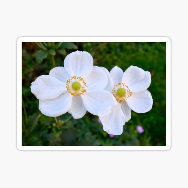 Artikel-Vorschau von Japanische Anemonen, designt und verkauft von CatherineMoore4.