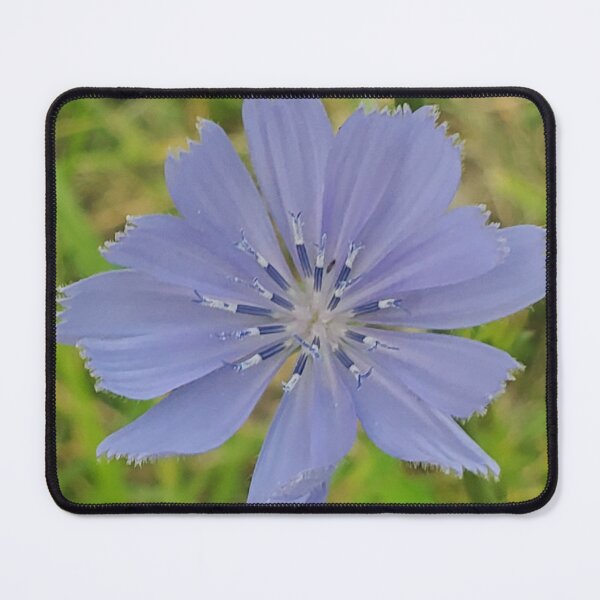 Item preview, Chicory designed and sold by Natural Beauty.