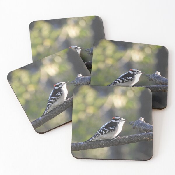 Item preview, Downy woodpecker, wild birds, wildlife photography designed and sold by Sandra O'Toole.