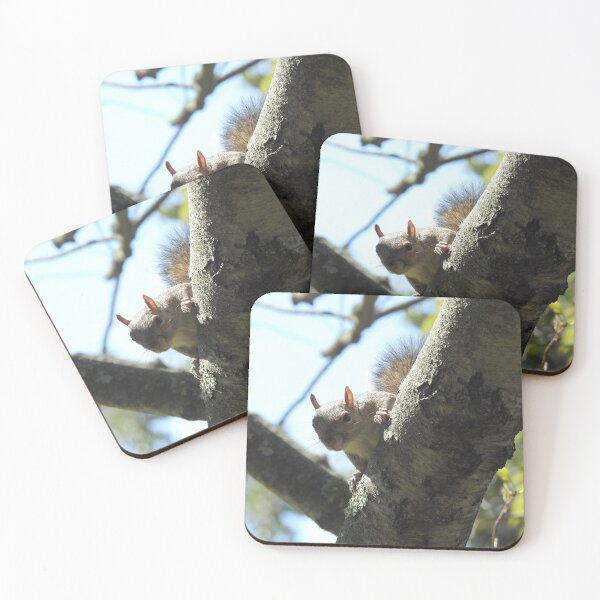 Item preview, Eastern gray squirrel, wildlife photography, wild animals designed and sold by Sandra O'Toole.