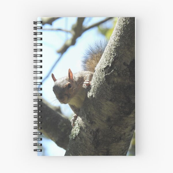 Item preview, Eastern gray squirrel, wildlife photography, wild animals designed and sold by Sandra O'Toole.