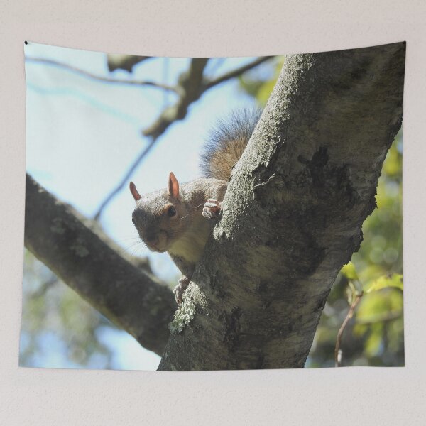 Item preview, Eastern gray squirrel, wildlife photography, wild animals designed and sold by Sandra O'Toole.