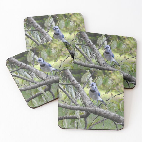 Item preview, Blue jay, wildlife photography, wild birds designed and sold by Sandra O'Toole.