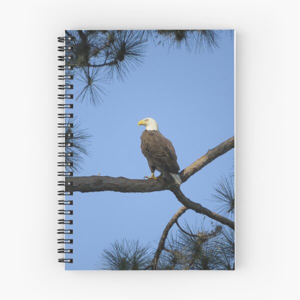 Item preview, Bald eagle designed and sold by Zina Stromberg.