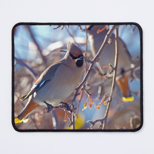 Item preview, New Years Day with the Cedar Waxwings designed and sold by Gilby-Designs.