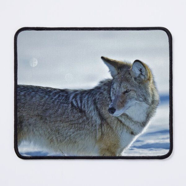 Item preview, Winter Coyote in snow designed and sold by Gilby-Designs.