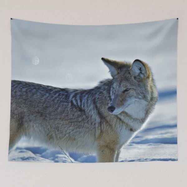 Item preview, Winter Coyote in snow designed and sold by Gilby-Designs.