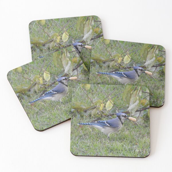 Item preview, Blue jay, wildlife photography, wild birds designed and sold by Sandra O'Toole.