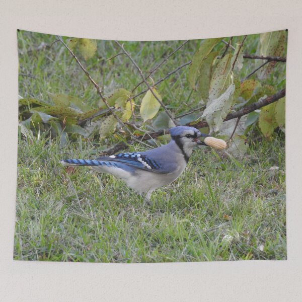 Item preview, Blue jay, wildlife photography, wild birds designed and sold by Sandra O'Toole.
