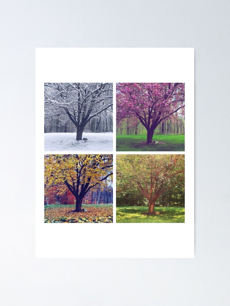 TreeArt - Elm buy in seasons, 4 photographs as artprint or poster