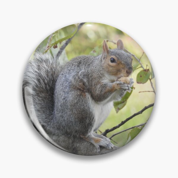 Item preview, Eastern Gray Squirrel, Wildlife Photography, Wild Animals designed and sold by Sandra O'Toole.