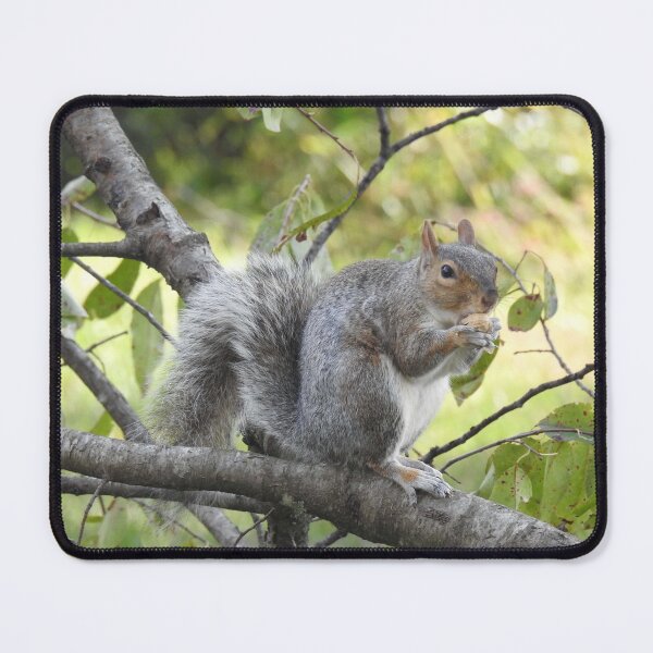 Item preview, Eastern Gray Squirrel, Wildlife Photography, Wild Animals designed and sold by Sandra O'Toole.