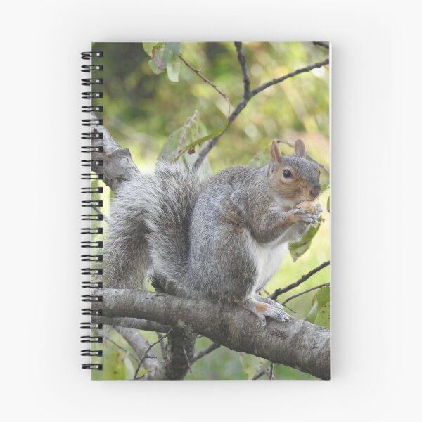 Item preview, Eastern Gray Squirrel, Wildlife Photography, Wild Animals designed and sold by Sandra O'Toole.