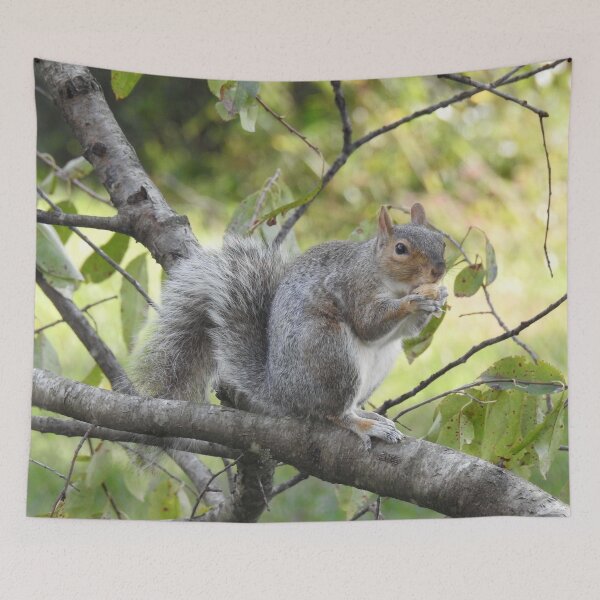 Item preview, Eastern Gray Squirrel, Wildlife Photography, Wild Animals designed and sold by Sandra O'Toole.