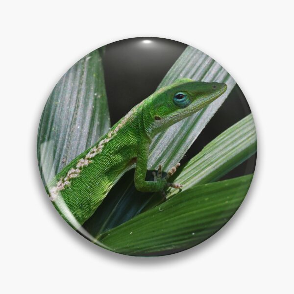 Artikelvorschau, Grüne Anolis entworfen und verkauft von WWbugsandslugs.