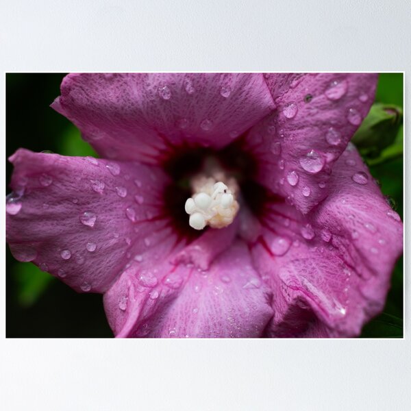 Item preview, Purple Flower White Stamen designed and sold by Randy Augustus.