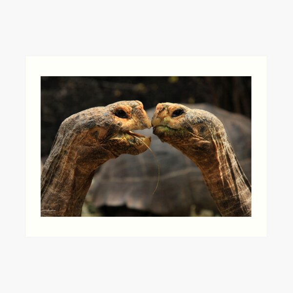 Tortoise Magic Art Print