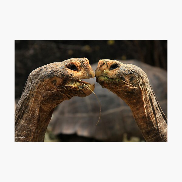 Tortoise Magic Photographic Print