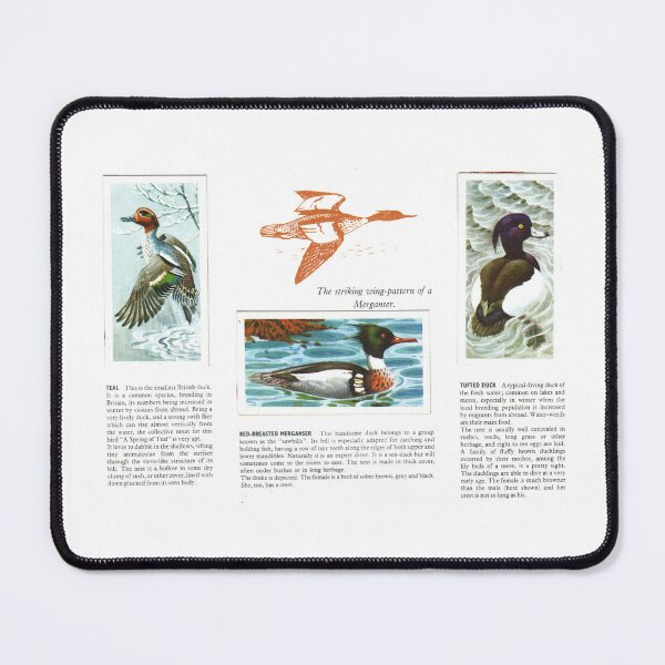 Item preview, Bird Portraits: Teal, Merganser, Tufted Duck designed and sold by iamKAL.