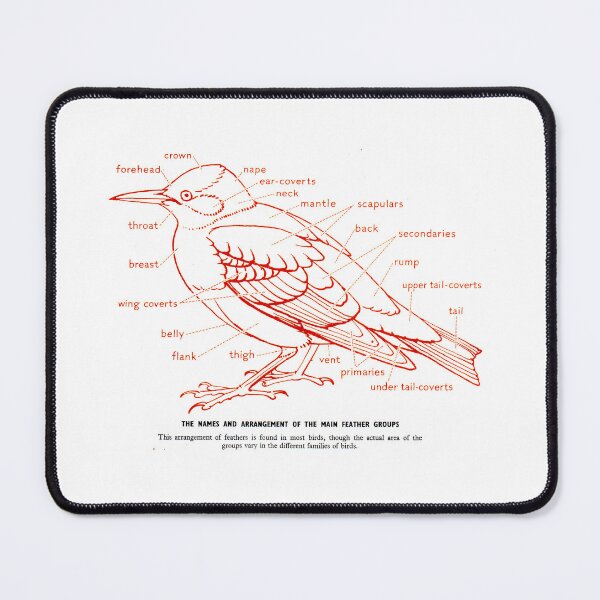 Item preview, Bird Portraits: Feather Groups designed and sold by iamKAL.