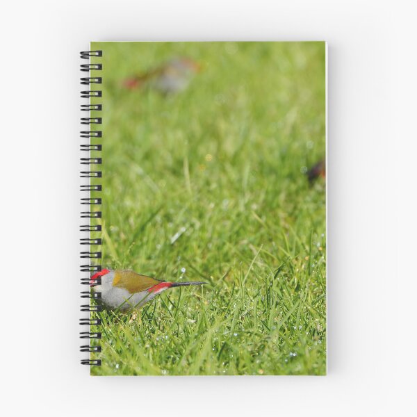 Item preview, Red Browed Finch Feeding On Wet Grass In Wangaratta designed and sold by Robbie Alexander.