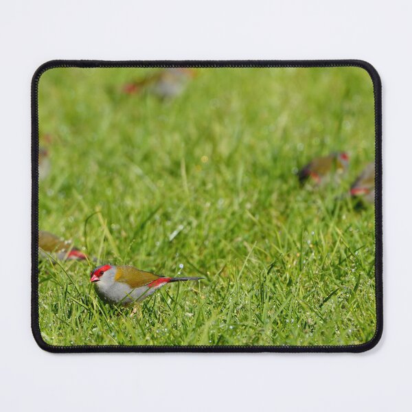Item preview, Red Browed Finch Feeding On Wet Grass In Wangaratta designed and sold by Robbie Alexander.