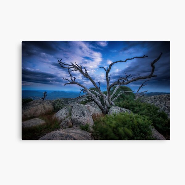 Item preview, Tentacles (Mt Buffalo) designed and sold by brightmystic.