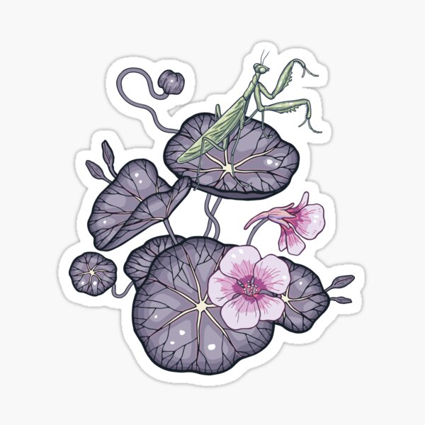 Black Indian cress garden. Sticker