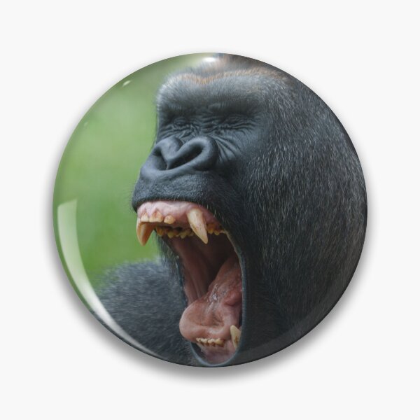 Item preview, Yawning Gorilla Baring its Impressive Canines designed and sold by rawshutterbug.