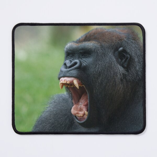 Item preview, Yawning Gorilla Baring its Impressive Canines designed and sold by rawshutterbug.
