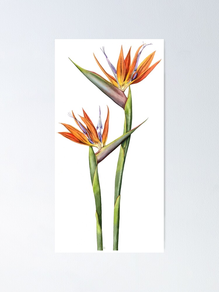 Póster «Flor de ave del paraíso (Strelitzia reginae)» de LynneHenderson |  Redbubble