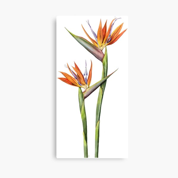 Bird of Paradise flower (Strelitzia reginae) Canvas Print