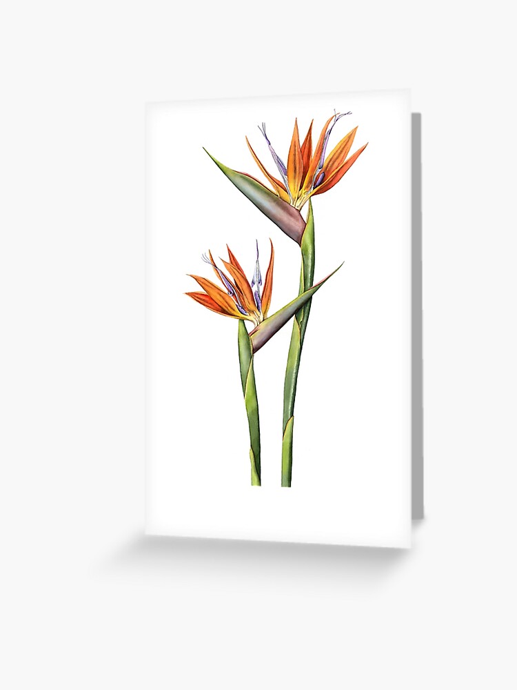 Tarjetas de felicitación «Flor de ave del paraíso (Strelitzia reginae)» de  LynneHenderson | Redbubble