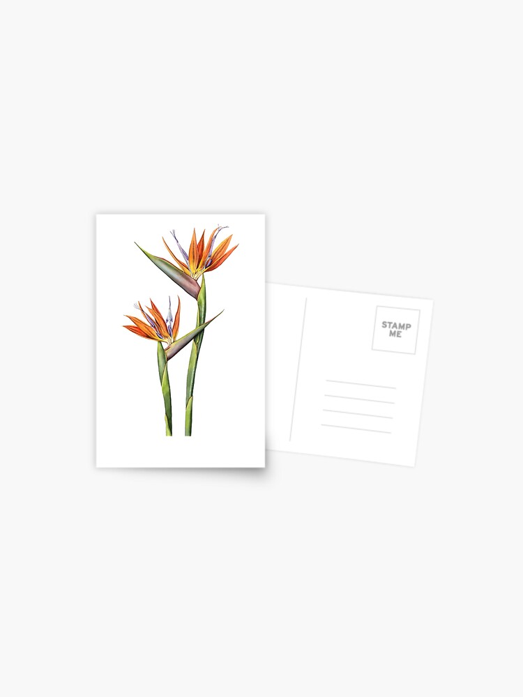 Postal «Flor de ave del paraíso (Strelitzia reginae)» de LynneHenderson |  Redbubble