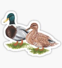 Mallard Ducks Sticker