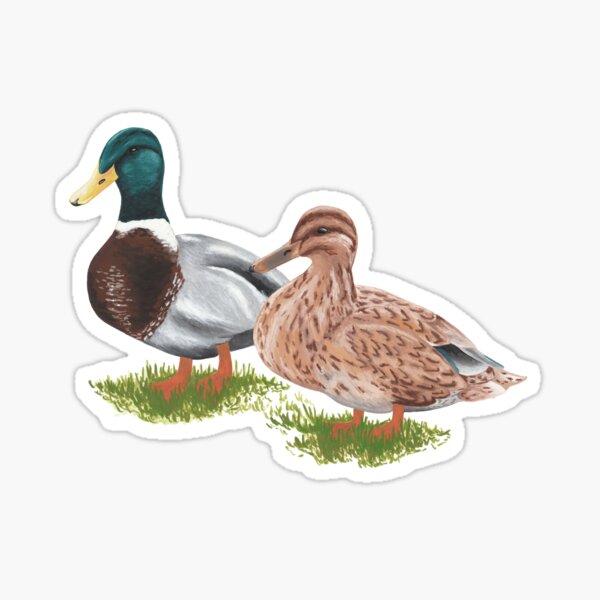 Mallard Ducks Sticker