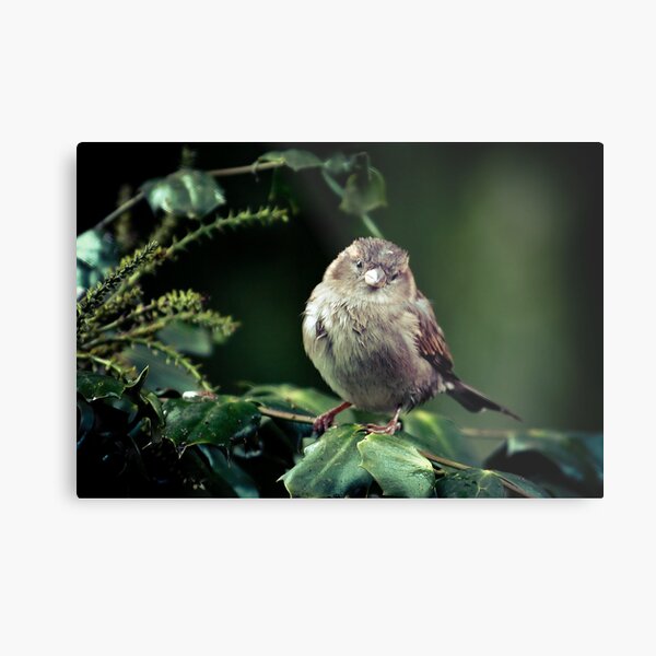 Humble Metal Print