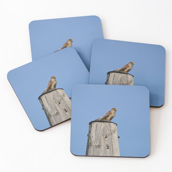 Item preview, Observing the situation. Common kestrel designed and sold by Jouko Lehto Photography.