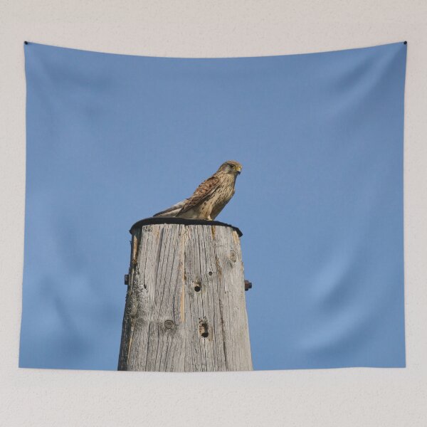 Item preview, Observing the situation. Common kestrel designed and sold by Jouko Lehto Photography.
