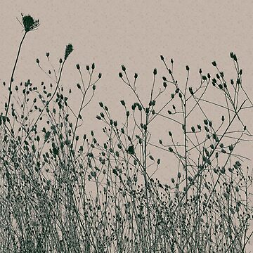 Silhouette of Dried Plants