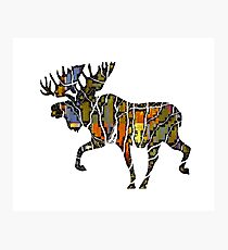 Moose Vibe Photographic Print