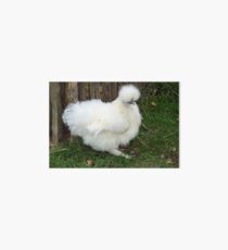 Silky Chicken Art Board