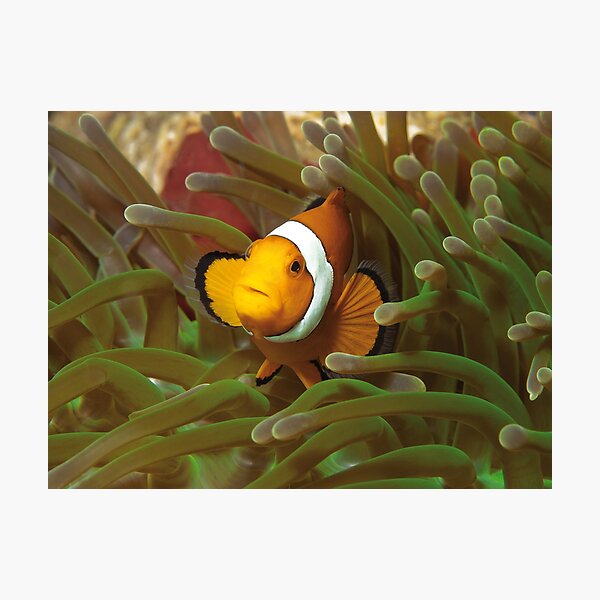 Anemonenfisch | Hier wohne ICH! | Fotodruck