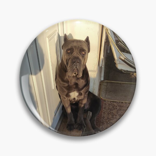 Item preview, a big dog on the doorstep with the sun in his eyes Cane corso designed and sold by BS-animals.