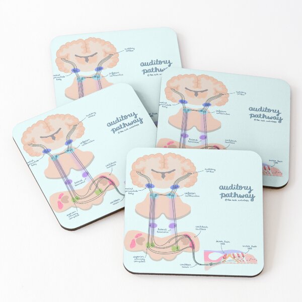 Item preview, Auditory Pathway designed and sold by CreatedbyLex.