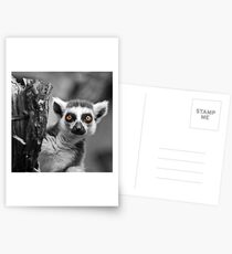 Ring-tailed Lemur Postcards